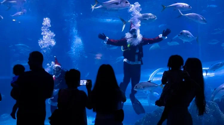 No momento, você está visualizando Papai Noel Nada com Tubarões no AquaRio